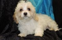 Cavachon Puppies for sale in Lowell, MA 01852, USA. price: NA