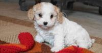 Cavachon Puppies for sale in Louisville, KY 40221, USA. price: NA