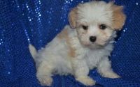 Cavachon Puppies for sale in Worcester, MA 01608, USA. price: NA