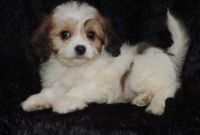 Cavachon Puppies for sale in Omaha, NE, USA. price: NA