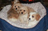 Cavachon Puppies for sale in Texas City, TX, USA. price: NA