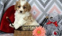 Cavachon Puppies for sale in Las Cruces, NM, USA. price: NA