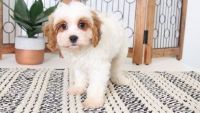Cavachon Puppies for sale in Fort Worth, TX, USA. price: NA
