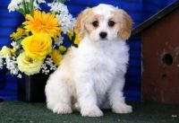 Cavachon Puppies for sale in Little Rock, AR, USA. price: NA