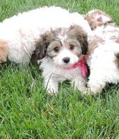 Cavachon Puppies for sale in Russell Springs, KY 42642, USA. price: NA
