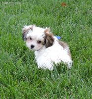 Cavachon Puppies for sale in Baton Rouge, LA, USA. price: NA
