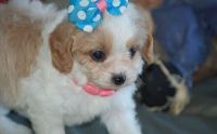 Cavachon Puppies for sale in Lincoln, NE, USA. price: NA