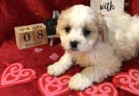 Cavachon Puppies for sale in Seattle, WA, USA. price: NA