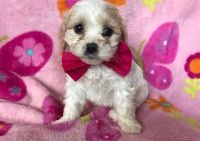 Cavachon Puppies for sale in Knoxville, TN, USA. price: NA