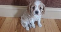 Cavachon Puppies for sale in Portland, OR, USA. price: NA