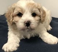 Cavachon Puppies for sale in Hartford, CT 06156, USA. price: NA