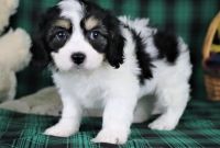 Cavachon Puppies for sale in Kansas City, KS 66104, USA. price: NA