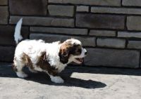 Cavachon Puppies for sale in Elliottville, KY 40317, USA. price: NA