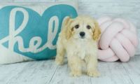 Cavachon Puppies for sale in Wilmar, AR 71675, USA. price: NA
