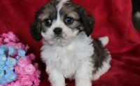 Cavachon Puppies for sale in Detroit, MI, USA. price: NA