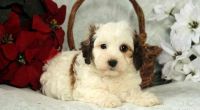 Cavachon Puppies for sale in Frisco, TX, USA. price: NA
