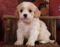 Cavachon Puppies for sale in Florida Ave NW, Washington, DC, USA. price: NA