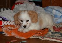 Cavachon Puppies for sale in Waldoboro, ME 04572, USA. price: NA