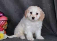 Cavachon Puppies for sale in Ann Arbor, MI, USA. price: NA