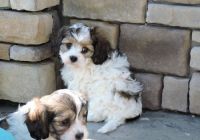 Cavachon Puppies for sale in Aurora, CO, USA. price: NA