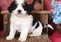 Cavachon Puppies for sale in Thomaston Ave, Waterbury, CT, USA. price: NA