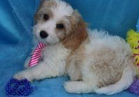Cavachon Puppies for sale in Panama City, FL, USA. price: NA