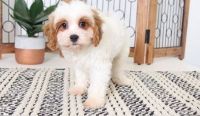 Cavachon Puppies for sale in Kansas City, MO, USA. price: NA