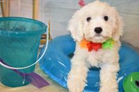 Cavachon Puppies for sale in Harrisonburg, VA, USA. price: NA
