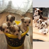Cavachon Puppies Photos