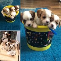 Cavachon Puppies for sale in Stanton, CA, USA. price: NA