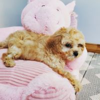 Cavachon Puppies for sale in Valley Stream, NY, USA. price: NA