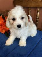 Cavachon Puppies for sale in Greenville, SC, USA. price: NA