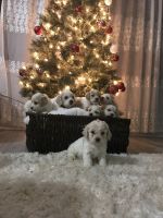 Cavachon Puppies for sale in Decatur, GA 30030, USA. price: NA