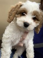 Cavachon Puppies for sale in Terre Haute, IN 47803, USA. price: NA