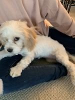 Cavachon Puppies for sale in Arvada, CO 80004, USA. price: NA