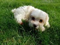 Cavachon Puppies for sale in Freehold, NJ 07728, USA. price: NA
