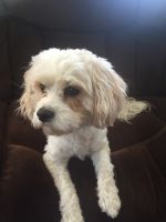 Cavachon Puppies for sale in West Milford, NJ, USA. price: NA