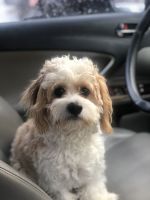 Cavachon Puppies for sale in West New York, NJ 07093, USA. price: NA