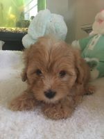 Cavachon Puppies for sale in Cranberry Twp, PA, USA. price: NA