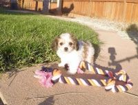 Cavachon Puppies for sale in Texarkana, TX, USA. price: NA