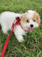 Cavachon Puppies for sale in Windermere, FL 34786, USA. price: NA