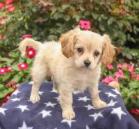 Cavachon Puppies for sale in Sterling, VA, USA. price: NA