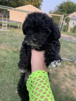 Cavachon Puppies for sale in Oskaloosa, IA 52577, USA. price: NA