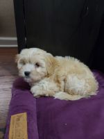 Cavachon Puppies for sale in St. Petersburg, FL, USA. price: NA