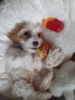 Cavachon Puppies for sale in Indianapolis, IN 46237, USA. price: NA