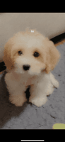 Cavachon Puppies for sale in Pasadena, TX, USA. price: NA