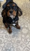 Cavalier King Charles Spaniel Puppies for sale in Graham, WA 98338, USA. price: NA