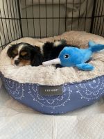 Cavalier King Charles Spaniel Puppies for sale in Coppell, TX, USA. price: NA
