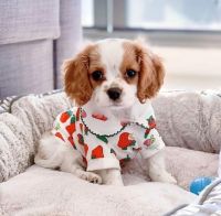 Cavalier King Charles Spaniel Puppies for sale in 7500 Bellaire Blvd, Houston, TX 77036, USA. price: NA