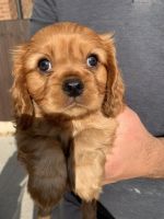 Cavalier King Charles Spaniel Puppies for sale in Borger, TX 79007, USA. price: NA